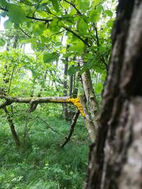 vorher beschriebene Instalation von leuchtenden Gelb im Baum, von etwas weiter weg fotografiert. Im Vordergrund und im Hintergrund ist Laubwald zu sehen