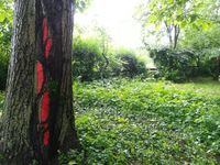 Am linken Bildrand steht dunkel ein Nussbaum. Rot leuchten flammenf&ouml;rmige Narben auf dunkler Rinde. Rechts leuchtet weis der Horizont durch das Heckenwerk