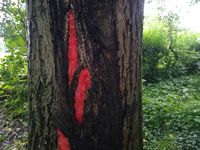 Baumstamm in Nahaufnahme. Die Rinde ist Nass die N&auml;sse h&auml;lt die roten Mohnbl&uuml;tenblatt-Flammen am Ort.