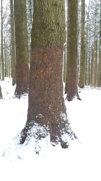Ein belaubter Stamm steht im Wald . Am Boden eine dicke Schneedecke