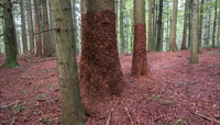 in einem Buchenwald kriecht Laube zwei Baumst&auml;mme hoch. Bis in 2,5m h&ouml;he