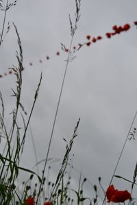 fotografiert aus Heuh&uuml;pfersicht. Durchs Gras schimmert schemenhaft die Mohnbl&uuml;tenleine vor grauem Himmel