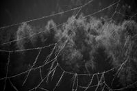 Schwarzweisbild. Ein riesiges Heu-Spinnennetz spannt sich vor einem waldigen Hintergrund &uuml;ber das gesamte Bild.