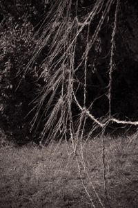 Schwarz-Weis-Aufnahme. &Uuml;ber dem Gras schwebt das Heu-Spinnen-Netz. Mystisch flattern Grashalme im Wind