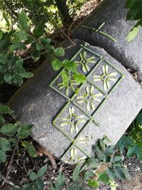 Karomuster gelegt aus Gras-&auml;hren und Ahorn-samen kleben auf einer alten Granitrolle