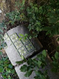 Die Granitrolle mit Natur-Gr&uuml;n-Karos durch Buchen-laub fotografiert.