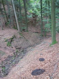Waldboden. Drei dunkle Kreise , von vorne nach hinten kleiner werdend schwingen sich einer Senke entlang