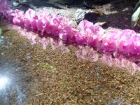 Springkrautbl&uuml;ten im oberen drittel, deutliche Spiegelung von rosa im Wasser.