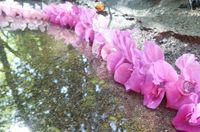 Springkautbl&uuml;ten in rosa, in einer Reihe am Ufer eines kleinen Baches